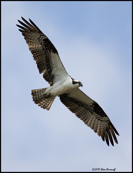 _0SB9300 osprey.jpg